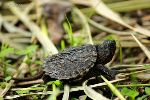 Juvénile Chelydra acutirostris