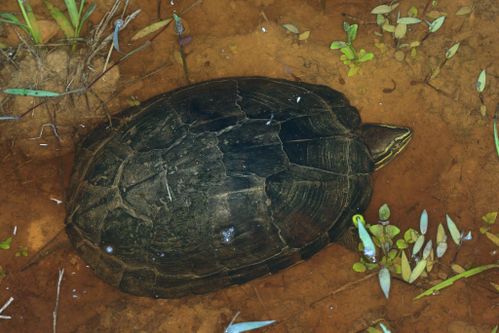 Dossière Mauremys annamensis