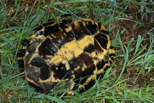 Plastron Mauremys annamensis