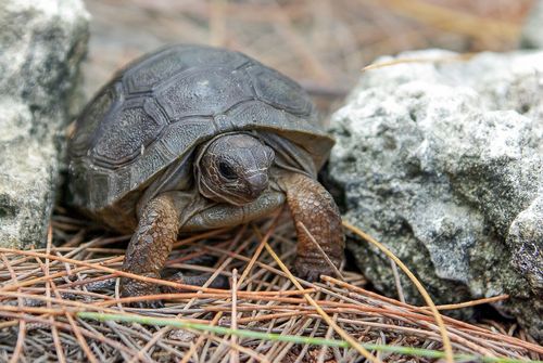 Juvénile Aldabrachelys gigantea gigantea