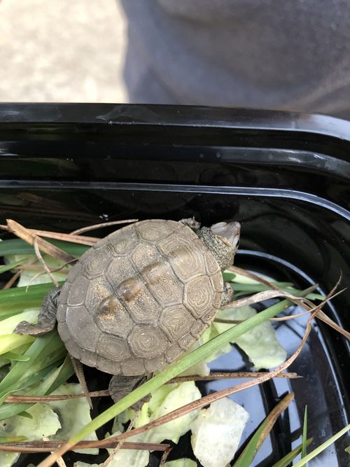 Juvénile Malaclemys terrapin centrata