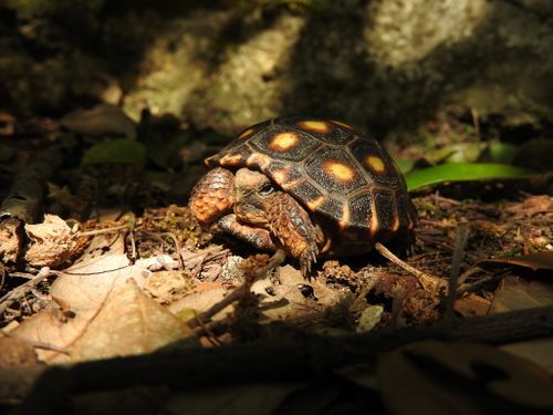 Juvénile Gopherus berlandieri