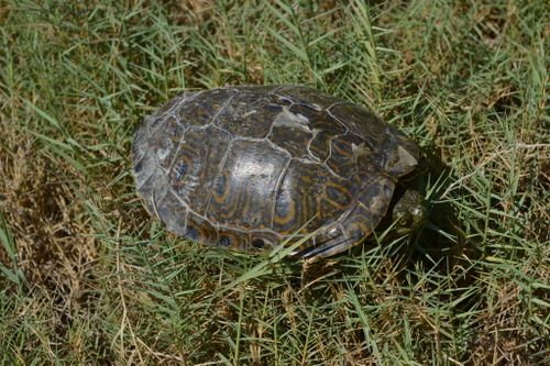 Dossière Trachemys taylori