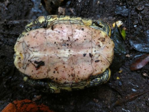 Plastron Trachemys venusta venusta