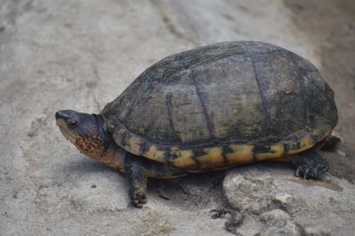 Kinosternon scorpioides albogulare