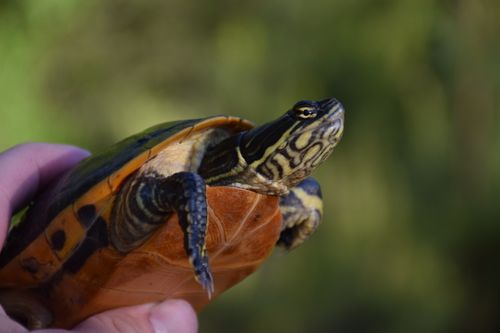 Tête Deirochelys reticularia reticularia