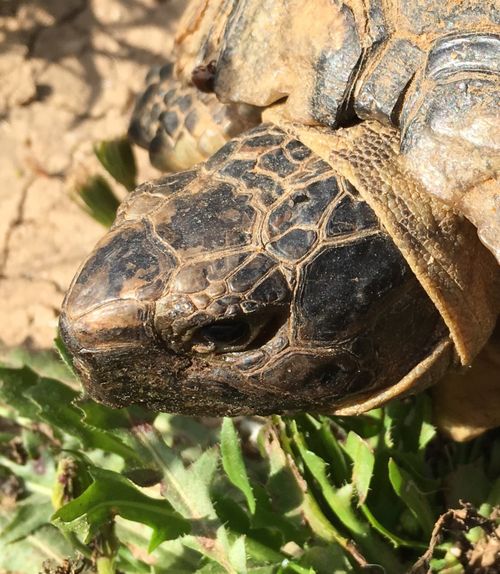 Tête Testudo marginata