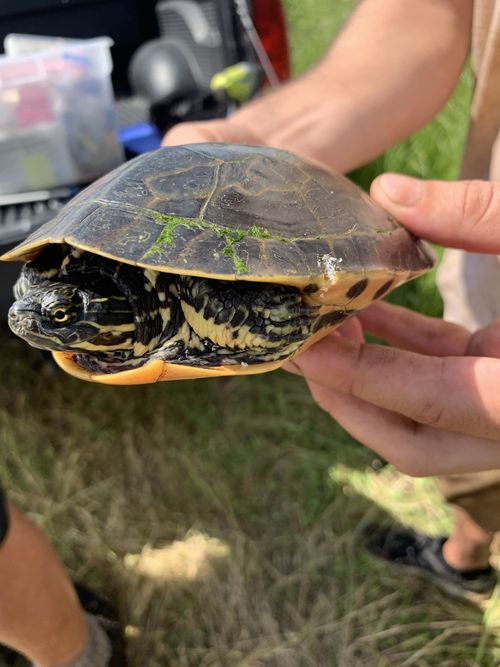 Tête Deirochelys reticularia miaria