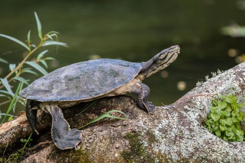 Phrynops geoffroanus