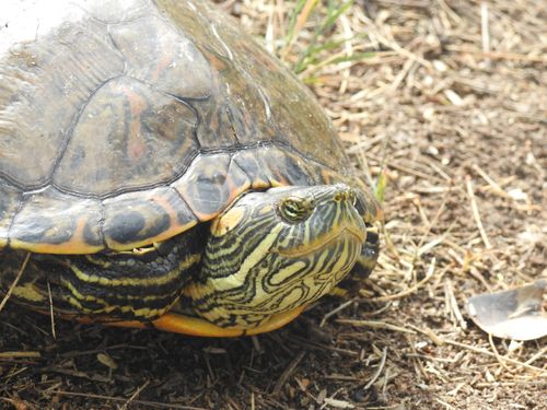 Tête Trachemys hartwegi