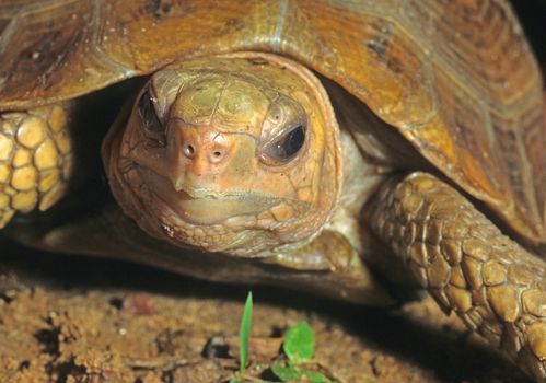 Tête Indotestudo travancorica