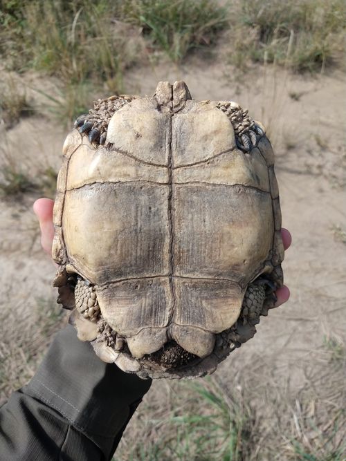 Plastron Chelonoidis chilensis