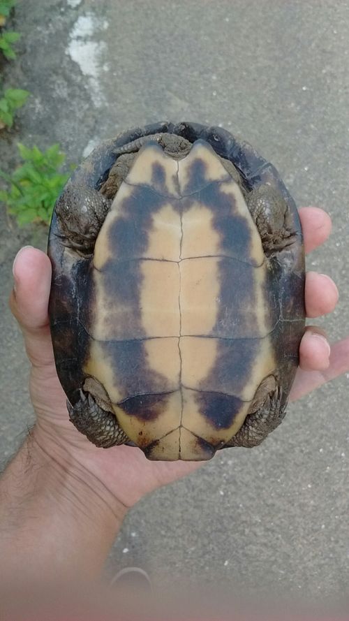 Plastron Mauremys mutica kami