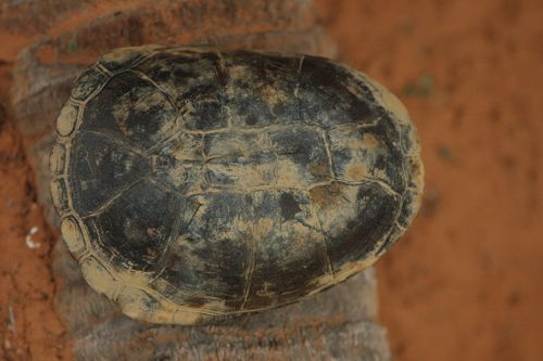 Dossière Pelusios adansonii