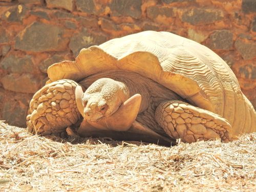 Mâle Centrochelys sulcata