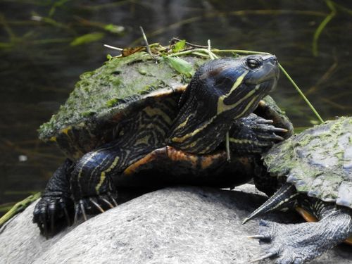 Trachemys stejnegeri stejnegeri