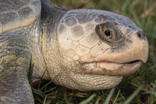 Tête Lepidochelys kempii