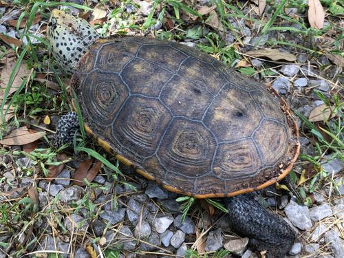 Dossière Malaclemys terrapin pileata