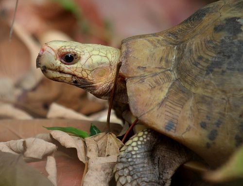 Tête Indotestudo elongata