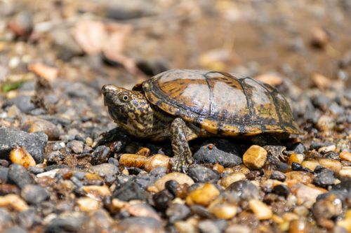 Sternotherus peltifer