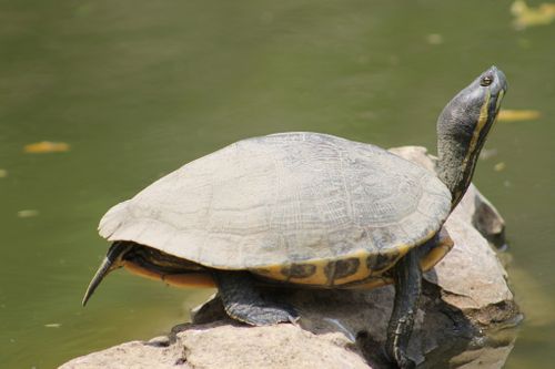 Trachemys grayi