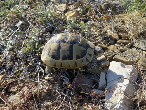 Juvénile Testudo graeca ibera