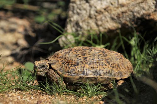 Chersobius signatus