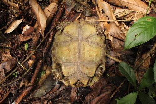 Plastron Manouria emys