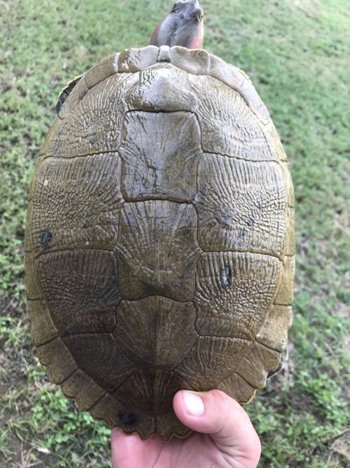 Dossière Trachemys decussata