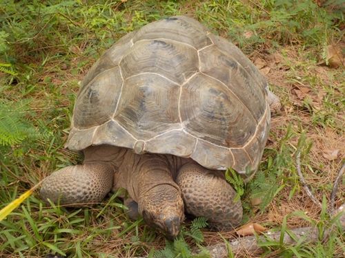 Aldabrachelys gigantea hololissa