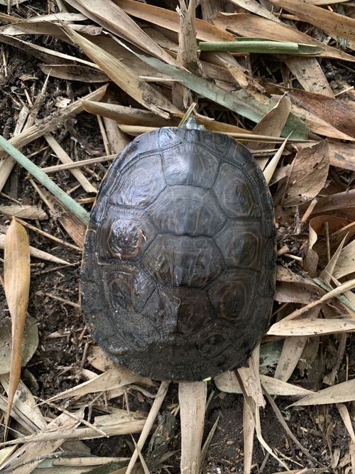 Dossière Trachemys venusta uhrigi