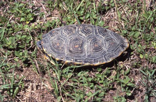 Malaclemys terrapin rhizophorarum