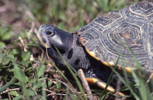 Tête Malaclemys terrapin rhizophorarum