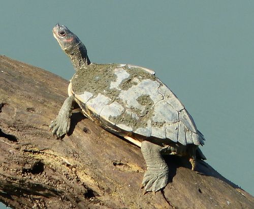 Dossière Pangshura sylhetensis