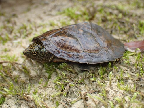 Juvénile Sternotherus depressus