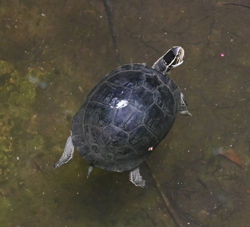 Dossière Cuora amboinensis kamaroma