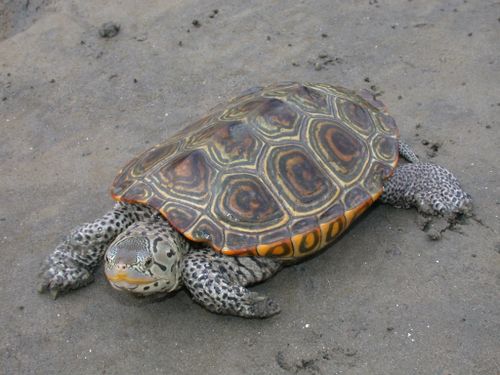 Malaclemys terrapin centrata