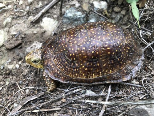 Terrapene nelsoni klauberi