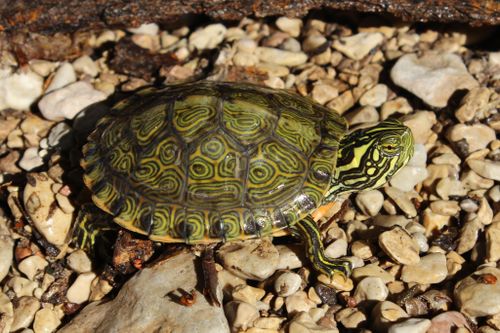 Juvénile Pseudemys gorzugi