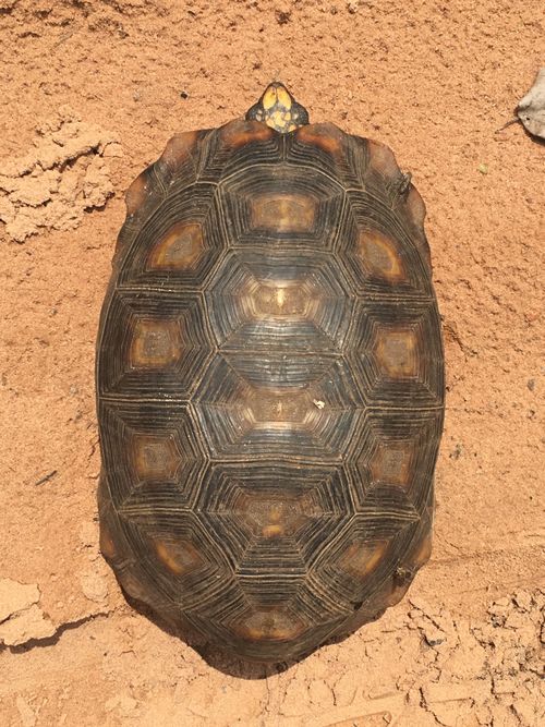 Dossière Chelonoidis denticulatus