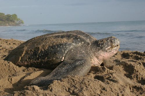 Dermochelys coriacea