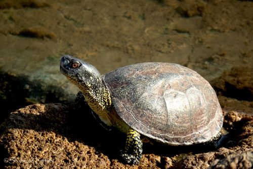 Emys orbicularis persica