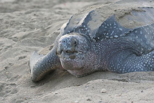 Tête Dermochelys coriacea