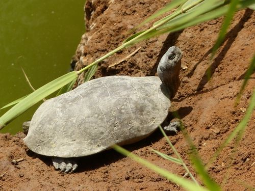 Mauremys leprosa saharica