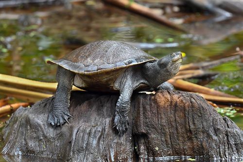 Emydura macquarii krefftii