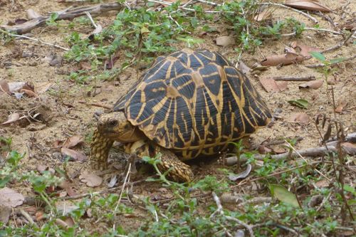 Geochelone elegans