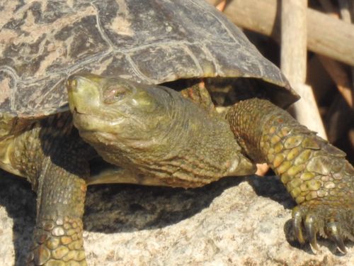 Tête Mauremys leprosa leprosa