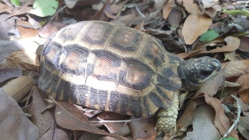 Dossière Pyxis planicauda