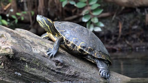 Trachemys venusta cataspila