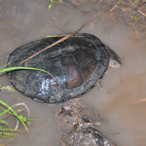 Dossière Acanthochelys pallidipectoris